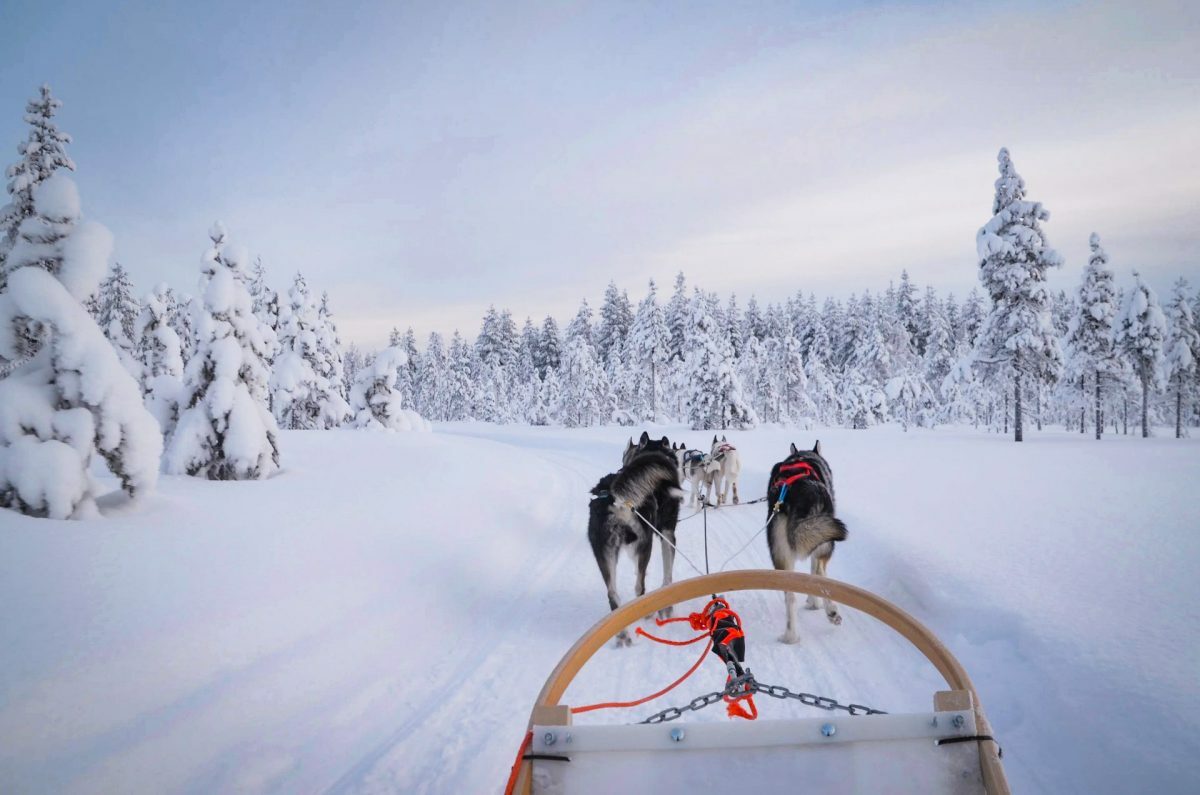 Организованный тур из Израиля в Лапландию Упряжка хаски в Рованиеми