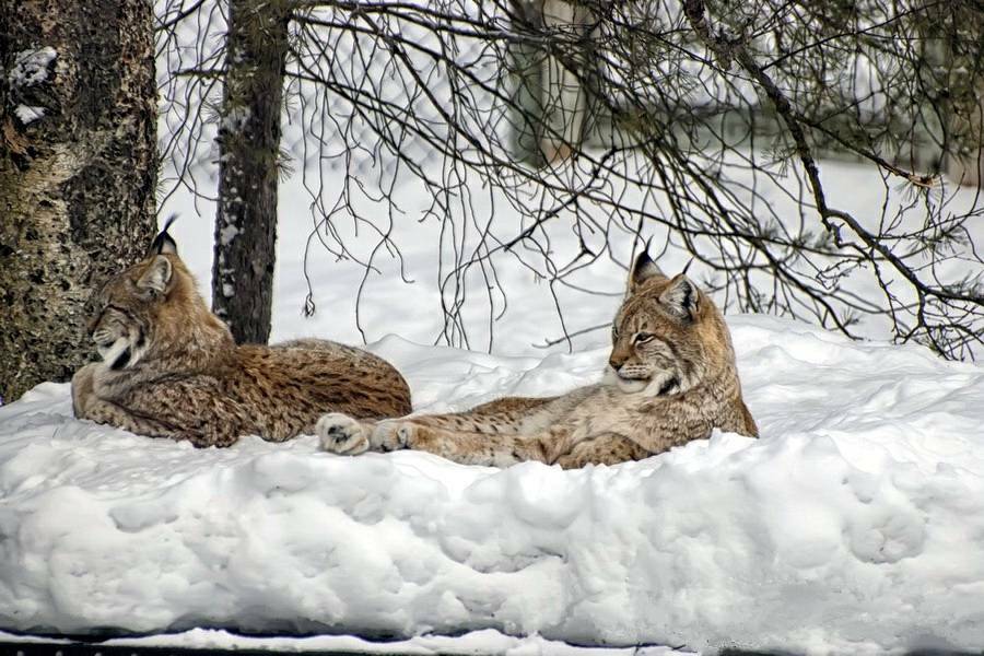 Организованный тур из Израиля в Лапландию Парк дикой природы Рануа
