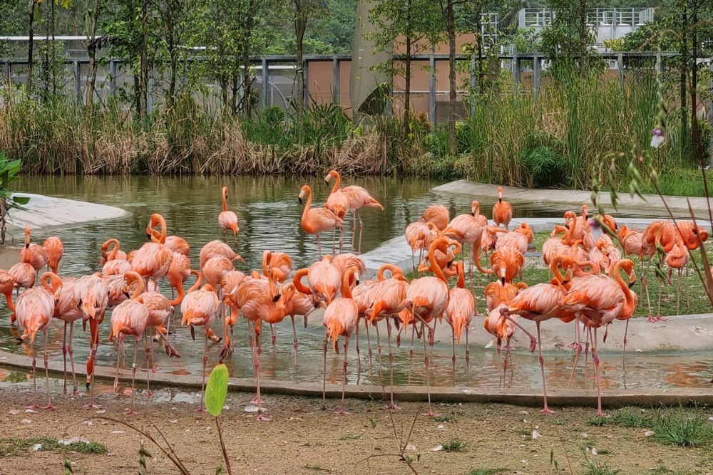 Организованный тур из Израиля в Юго-Восточную Азию Bird Paradise